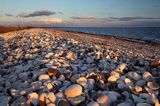 Plaża muszelkowa, Wyspa Livo, Limfjord, Jutlandia, Dania