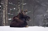 łoś Alces alces samiec po zrzucemiu rogów