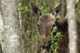 Łoś, Alces alces, Bagna Biebrzańskie