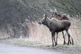 łoś Alces alces, Bagna Biebrzańskie