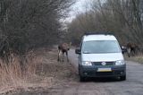 łoś Alces alces, Bagna Biebrzańskie