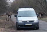 łoś Alces alces, Bagna Biebrzańskie