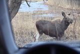 łoś Alces alces, Bagna Biebrzańskie