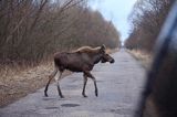 łoś Alces alces, Bagna Biebrzańskie