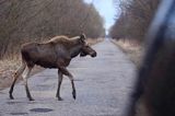 łoś Alces alces, Bagna Biebrzańskie