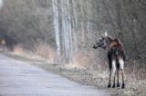 łoś Alces alces, Bagna Biebrzańskie