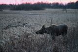 łoś Alces alces, Bagna Biebrzańskie