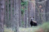 łoś Alces alces, Bagna Biebrzańskie, las sosnowy