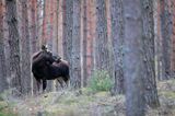 łoś Alces alces, Bagna Biebrzańskie, las sosnowy