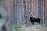 łoś Alces alces, Bagna Biebrzańskie, las sosnowy