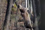 łoś Alces alces, Bagna Biebrzańskie, las sosnowy