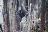 łoś Alces alces, Bagna Biebrzańskie, las sosnowy