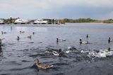 przystań w Lough Key, rejon Górnej Shannon, Irlandia