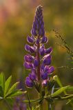 Łubin trwały Lupinus polyphyllus