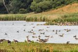 Gęsi gęgawy Anser anser na wyspie Lyo, Archipelag Południowej Fionii, Dania