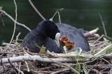 łyska Fulica atra na gnieździe