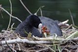 łyska Fulica atra na gnieździe