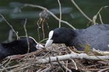 łyska Fulica atra na gnieździe