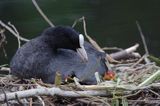 łyska Fulica atra na gnieździe