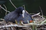 łyska Fulica atra na gnieździe