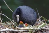 łyska Fulica atra na gnieździe