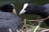 łyska Fulica atra na gnieździe