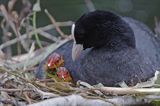 łyska Fulica atra na gnieździe