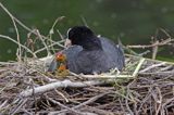 łyska Fulica atra na gnieździe