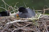 łyska Fulica atra na gnieździe