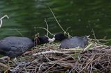 łyska Fulica atra na gnieździe