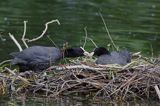 łyska Fulica atra na gnieździe