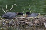 łyska Fulica atra na gnieździe