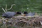 łyska Fulica atra na gnieździe