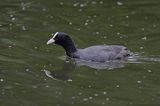 łyska Fulica atra