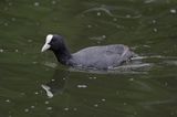 łyska Fulica atra