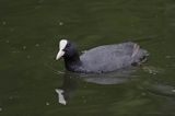 łyska Fulica atra