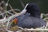 łyska Fulica atra na gnieździe