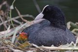 łyska Fulica atra na gnieździe