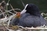 łyska Fulica atra na gnieździe