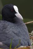 łyska Fulica atra