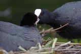 łyska Fulica atra