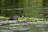 młoda łyska, Fulica atra