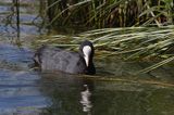 łyska, Fulica atra