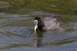 łyska, Fulica atra