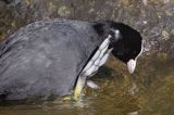 łyska, Fulica atra