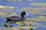 łyska, Fulica atra, na jeziorze Drużno