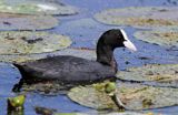 łyska, Fulica atra, na jeziorze Drużno