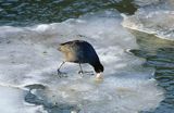 Łyska na lodzie, Łyska Fulica atra) - średni, wędrowny ptak wodny z rodziny chruścieli.