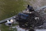 łyska, Fulica atra, na gnieździe w Amsterdamie, Holandia