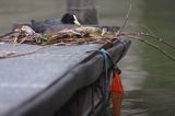 łyska, Fulica atra, na gnieździe w porcie Dordrecht, Holandia